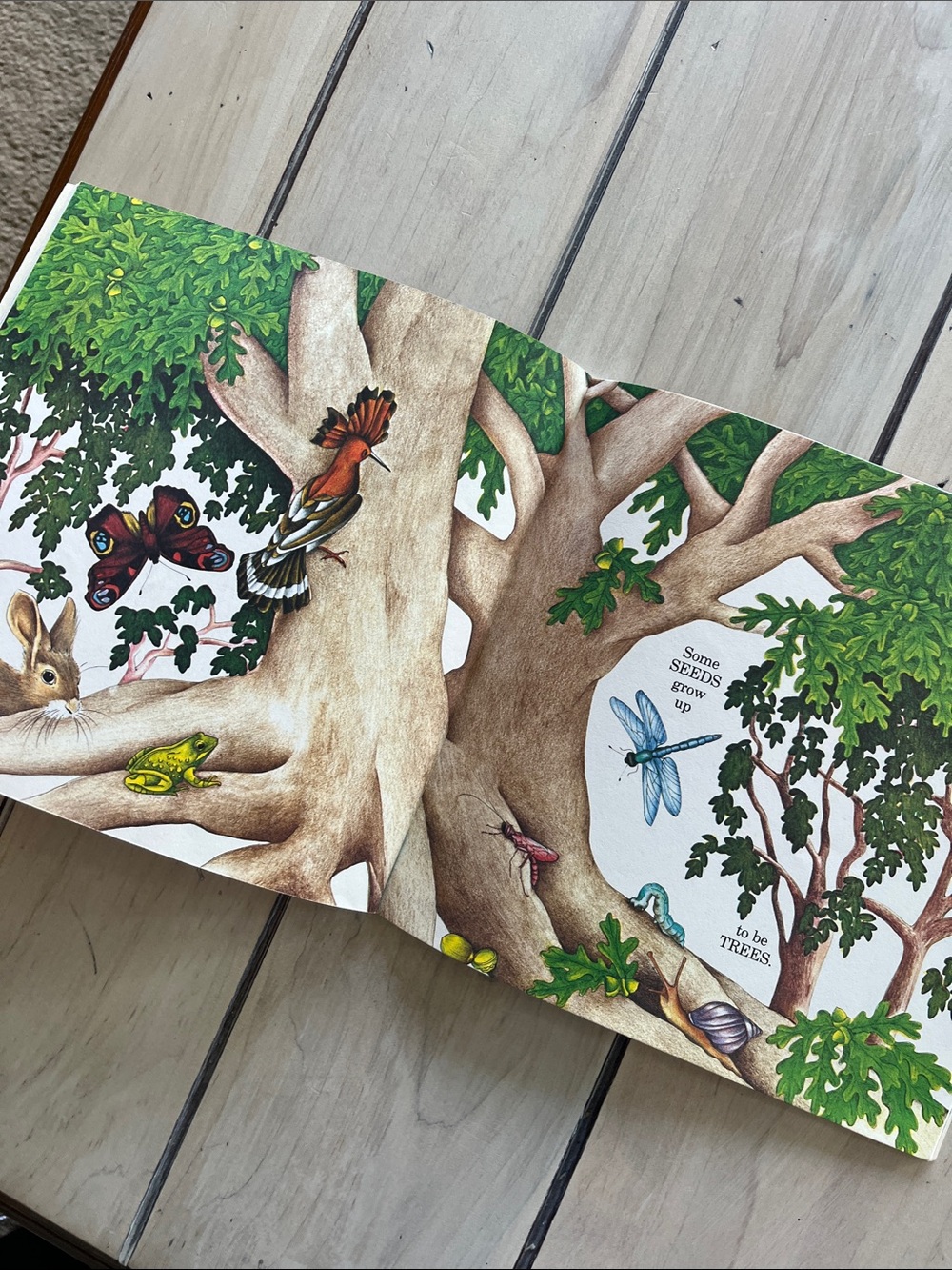 Children’s Book Bundle on Nature/Woods/Flowers - Picture 9 of 9